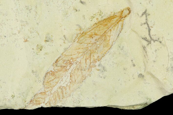 Miocene Fossil Leaf - Augsburg, Germany #139278